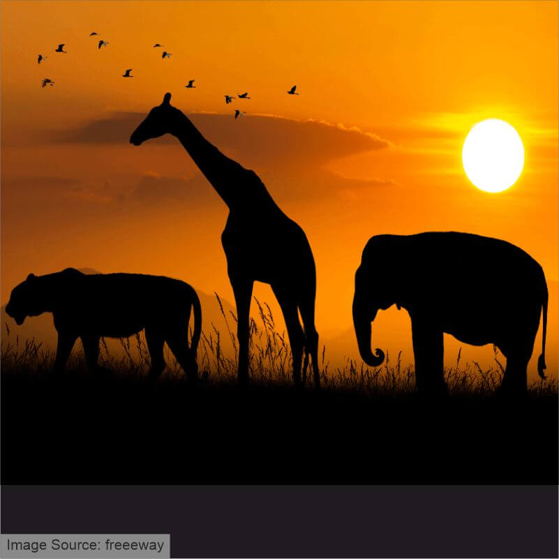 A silhouette image of Tiger, Giraffe, Elephant and Deer