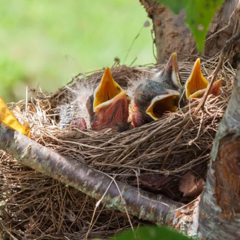 Trees Protecting Birds Child Help Foundation