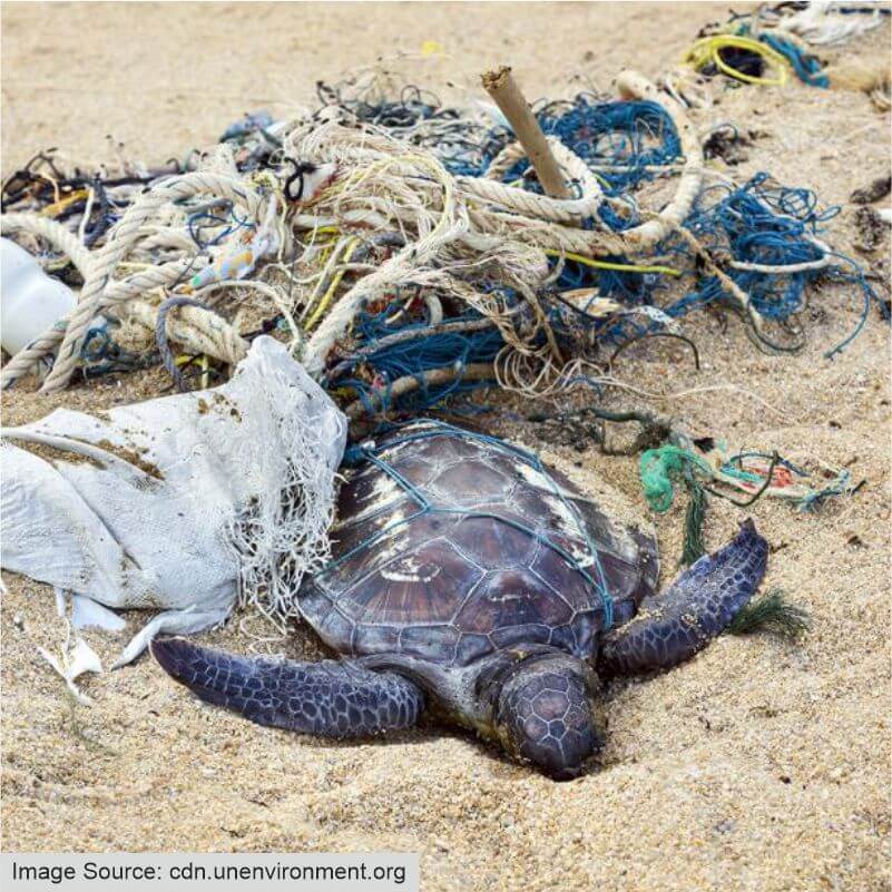Turtle Entangled in Plastic Child Help Foundation.