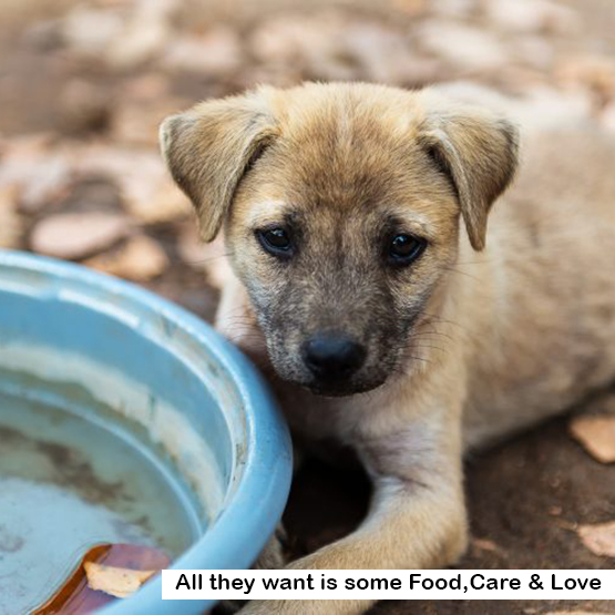 The Right Ways To Feed Our Stray Furry Friends